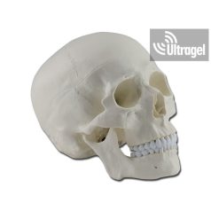 Anatómiai modell KOPONYA 1X, 3 részes (4 változatban)
