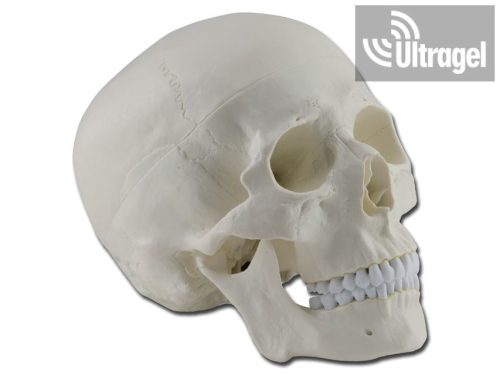 Emberi koponya egyszínű 3 részes  - UG877042