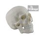 Emberi koponya egyszínű 3 részes  - UG877042