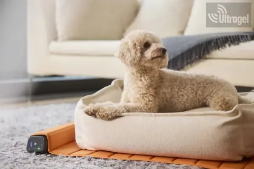 Bemer Dog Basic (párna + kontroll egység) - 416011