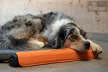 Bemer Dog Comfort Max (nagyobb párna + kontroll egység + távirányító) - 416041