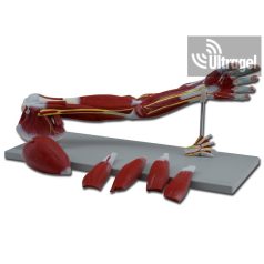 Anatómiai modell KAR IZOMZAT - 7 részes