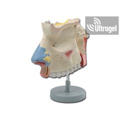 Anatómiai modell ORRJÁRATOK - 3X 