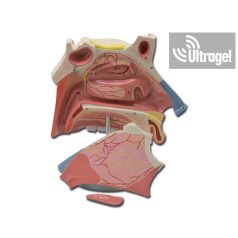 Anatómiai modell ORRJÁRATOK - 3X 