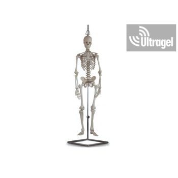 Anatómiai modell - mini csontváz, állványon