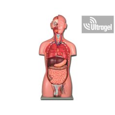   Anatómiai modell TORZÓ belső szervekkel (Férfi / Nő) - 25 részes