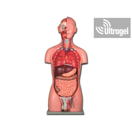 Anatómiai modell TORZÓ belső szervekkel (Férfi / Nő) - 25 részes