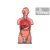 Anatómiai modell TORZÓ belső szervekkel (Férfi / Nő) - 25 részes