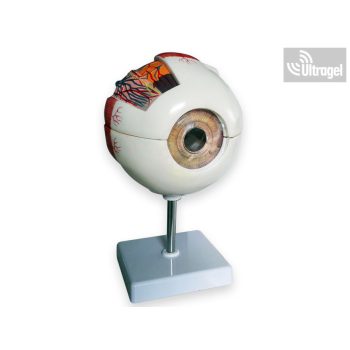 Anatómiai SZEM modell  6 részes, 6X