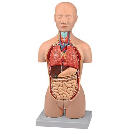 Anatómiai modell MINI TORZÓ belső szervekkel - 16 részes