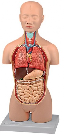Anatómiai modell mini torzó - 16 részes