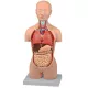 Mini torso
