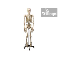 Anatómiai modell EMBERI CSONTVÁZ ÁLLVÁNYON