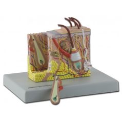 Human anatomic modells