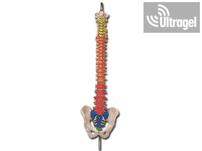 Flexibilis gerincmodell combcsontokkal | 40132 – 5