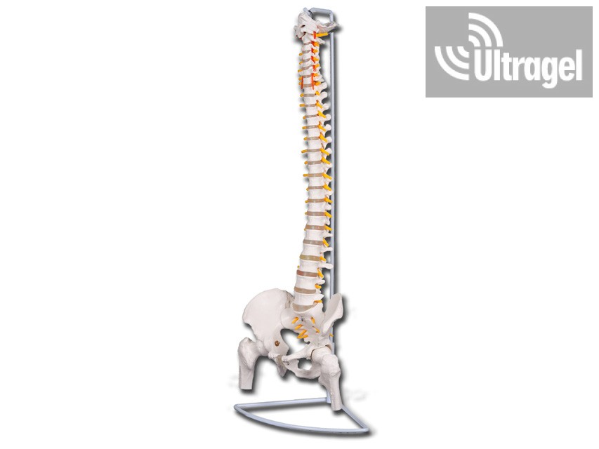 Flexibilis gerincmodell combcsontokkal | 40132 – 1